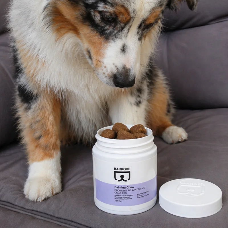 Owczarek australijski zagląda do otwartego słoika Calming Chew